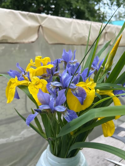 A close-up, eye-level shot captures a bouquet of yellow and blue irises in a vase. The irises are arranged closely together, with their vibrant petals taking center stage. Some of the blue irises have delicate dark veins, adding texture and depth to their appearance. The yellow irises are bright and cheerful, some with ruffled edges. Long, green leaves of the irises surround the flowers, providing a natural backdrop. In the background, a beige canopy with a scalloped edge is visible, along with blurred green foliage and a hint of blue sky, suggesting an outdoor setting. The vase holding the bouquet is white and has a slightly textured surface. The overall impression is one of natural beauty and a touch of elegance, likely in a garden or patio area in the city of Azinsky, Russia.