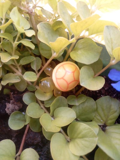 The image shows a close-up view of a plant with small, heart-shaped leaves. The leaves are a light green to yellowish-green color and appear to be slightly glossy. Several stems are visible, some thicker and some thinner. Nestled amongst the leaves is a small, round, yellow object with reddish-orange lines forming a pattern, resembling a miniature ball or decoration. There are also several translucent, round droplets that appear to be water or sap. In the background, parts of darker soil and some out-of-focus blue objects are visible. The lighting suggests it might be outdoors, with the sun or bright light coming from above, creating some glare on the leaves and droplets. There is no indication of the location within the city of Первомайская, Russia, as the image is a close-up of a plant and does not contain any identifiable landmarks or contextual information.