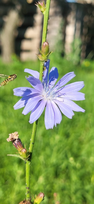 A close-up, vertical shot shows a single light purple chicory flower in bloom, with its petals unfurling towards the top of the frame. The flower's center is a delicate blend of white and light blue stamens. To the left of the flower, a hoverfly with black and yellow stripes is captured in mid-flight, its wings blurred with motion. Several small, dark green aphids are visible clinging to the green stem of the plant. Below the bloom, a closed bud, its tips tinged with red and topped with a dry, brown remnant, is present. Further down the stem, another closed bud, similar in appearance but less developed, is visible. The background is a soft-focus depiction of green grass and a blurred, light-colored structure, likely a fence or building, suggestive of an outdoor rural or suburban setting. The image was taken in Tetianivka, Ukraine.