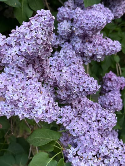 The image shows a close-up of lilac flowers in full bloom. The flowers are a light purple color, and the blooms are clustered tightly together. Green leaves are interspersed among the flowers. There is no other information that could indicate this image was taken in Virši, Latvia.