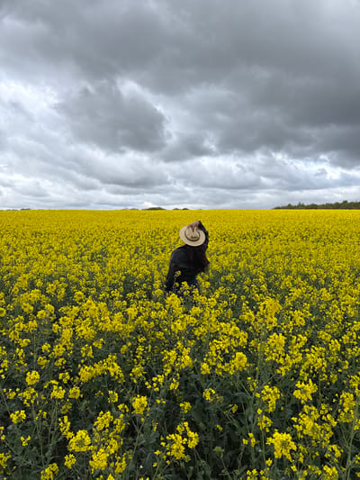 A wide outdoor shot captures a person standing in a vast field of vibrant yellow flowers under an overcast sky. The person, seen from behind, is positioned towards the left of the frame, facing away from the camera. They wear a dark-colored jacket or top and a light-colored straw hat.
The expansive field, dominated by dense, bright yellow blossoms, likely rapeseed or canola, stretches across the lower and middle sections of the image, filling the majority of the scene. The yellow flowers stand out against the darker green of their stems and leaves. In the far distance, a thin horizontal line of dark trees or foliage marks the horizon, separating the field from the sky.
The upper portion of the frame is filled with a dramatic, heavily clouded sky. The clouds are a mix of various shades of grey and white, indicating an overcast or potentially stormy day. The diffused light from the cloudy sky creates a striking contrast with the intense yellow of the flowers below. The scene suggests a tranquil moment amidst a vast agricultural landscape. There is no visible text. The time of day is daytime.