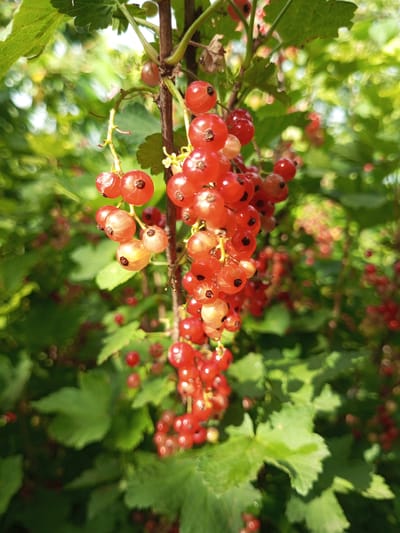 This media file is a close-up shot of a branch of red currants laden with ripe berries. The berries are a vibrant red, with some appearing slightly translucent, revealing hints of lighter shades within. They are clustered together in long, pendulous bunches, attached to thin, reddish-brown stems that branch off a main central stem. Some small, green leaves with serrated edges are visible among the berries, interspersed with portions of the branch.
The background is a soft blur of green foliage, suggesting an outdoor setting, likely a garden or a natural environment where currant bushes are growing. The lighting indicates it is daytime, with sunlight filtering through the leaves, creating dappled light and highlighting the glossy surface of the berries. The overall mood is natural and fresh, evoking a sense of abundance and the bounty of nature. There is no visible text in the image. The location context provided places this scene in the Ароматновское сельское поселение, Ukraine.