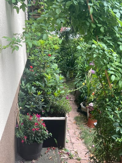 The image depicts a narrow, overgrown pathway lined with lush greenery and blooming flowers, situated in the city of Skawina, Poland. The pathway is paved with reddish-brown interlocking bricks, and grass sprouts in patches between the stones. To the left, a textured, light beige wall runs parallel to the path, forming a backdrop for a large, dark pot overflowing with vibrant pink fuchsia flowers. The pot is supported by a bamboo structure. Scattered fallen leaves are visible on the ground.
To the right of the pathway, a dense arrangement of plants and flowers creates a natural tunnel effect. Among the greenery, various potted plants are visible, including terracotta pots containing white and pink flowers, and a white planter with a light-colored plant. A taller plant with a spiky inflorescence, displaying shades of white and lavender, stands prominently. Smaller flowers in yellow and orange add pops of color. The foliage is varied, with broad leaves and delicate blossoms. Sunlight filters through the dense canopy of leaves, creating dappled light and shadow. The overall impression is one of a secluded, vibrant garden, possibly a backyard or a private alleyway within a residential area of Skawina. There are no people or animals visible in the scene.