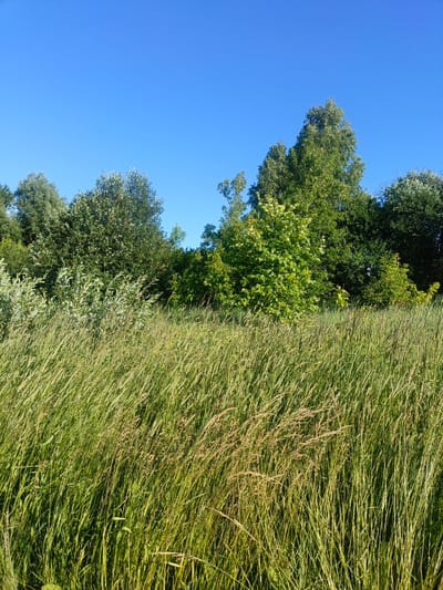 This media file depicts a natural scene, likely in Letniki, Russia, under a clear blue sky, suggesting a daytime setting with fair weather. The foreground is dominated by tall, lush green grass, which appears windblown, with some stalks showing a yellowish, dry hue, hinting at the season perhaps being late summer or early autumn.

Behind the grassy expanse, a dense line of trees forms the midground. These trees vary in size and foliage density, with some appearing as large, mature deciduous trees with full green canopies, while others are more shrub-like or have lighter green leaves. The lighting suggests the sun is positioned at an angle, casting shadows and highlighting the texture of the grass and leaves. There are no people or man-made objects visible in the image, emphasizing a wild, untamed natural environment. The overall mood is peaceful and serene, evoking a sense of being in the countryside. No text is visible within the image.