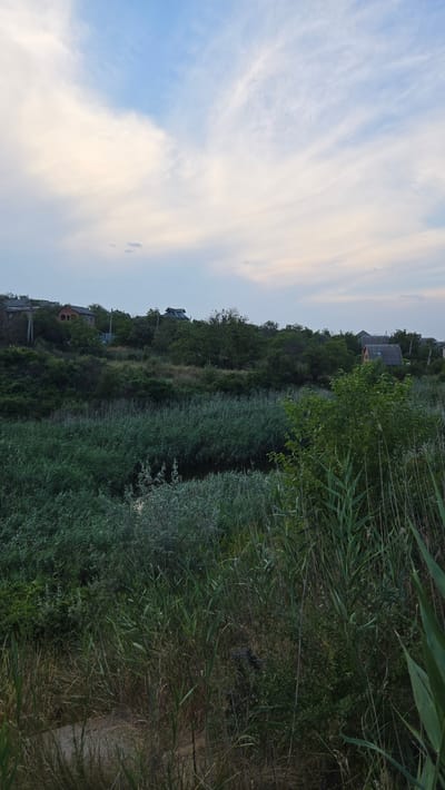 A landscape view shows a dense thicket of reeds and vegetation in the foreground, with a narrow channel of water visible within the reeds. In the middle ground, a tree-lined slope is dotted with houses, suggesting a residential area on a hill. The background features a serene sky with scattered clouds, some tinged with pastel hues. The overall scene depicts a rural or semi-rural environment on the outskirts of Nikolsokoye, Moldova. There are no people or animals visible in the image. The lighting suggests it is either early morning or late evening.