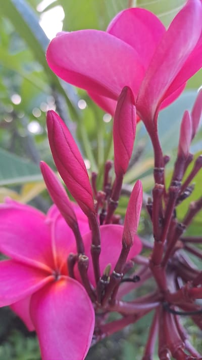 The image displays a close-up, low-angle view of several bright pink plumeria flowers and buds. The flowers are in various stages of bloom, with some fully open and others still tightly closed buds. The petals are vibrant and smooth, with delicate veins visible on some. The stems are a deep reddish-brown and are clustered together, with some leaves visible in the blurred background. The overall impression is one of lush tropical foliage. The image is set in Lhokawe Teungoh, Indonesia, suggesting a warm, humid climate suitable for these flowers. There are no people or animals present in the image.
