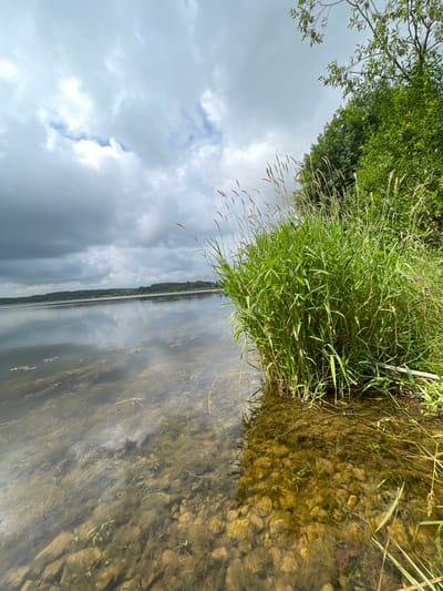 The image captures a natural scene at the edge of a body of water, likely a lake or river, in or near Bereznik, Russia. The foreground is dominated by a dense growth of tall, green grass and reeds, some of which extend into the shallow, clear water. The bottom of the water is visible, revealing submerged rocks and aquatic plants. The water's surface reflects the overcast sky, which is filled with a mix of dark, heavy clouds and patches of lighter sky. In the middle ground, the water stretches out to a distant shoreline lined with trees, forming a dark, undulating horizon. The overall impression is one of a tranquil, natural landscape under a cloudy sky. There are no people or man-made objects visible in the frame.