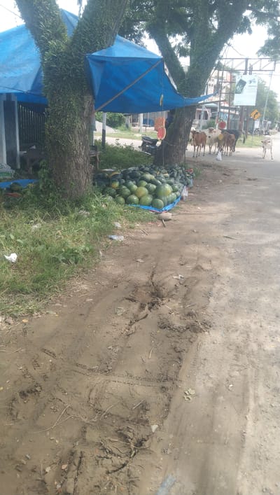 The image shows an outdoor scene in Meunasah Pupu, Indonesia, with a focus on a roadside watermelon stand. In the foreground, a muddy, unpaved area displays tire tracks and scattered debris. To the left, a large pile of watermelons is arranged on a blue tarp under the shade of two large trees. A blue tarp, supported by a wooden structure and the trees, covers part of the watermelon display and extends towards a building visible behind the trees. A motorcycle is parked near the trees. In the middle ground, several cows are walking on the paved road, with one cow standing near a white plastic bag. A signpost with a yellow directional arrow is visible on the right side of the road, and further down the road, buildings and a billboard are present. The overall environment suggests a rural or semi-urban setting.