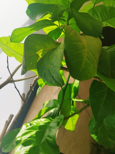 A close-up, natural light photograph captures a cluster of vibrant green leaves and branches of a plant, possibly citrus, against a softly blurred background. The leaves are varied in size and shape, with some appearing smooth and others showing a slightly textured surface. Sunlight filters through the foliage, creating bright highlights and dappled shadows, emphasizing the leaves' rich green color and veins. A thin, woody branch with smaller offshoots is visible, extending diagonally through the frame. The background consists of a light-colored wall and a darker area, suggesting an indoor or sheltered outdoor setting. No people or specific urban features of Jerez, Spain, are identifiable in this image.