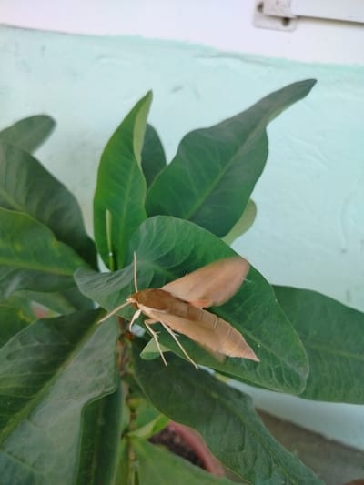 A light brown moth with transparent wings rests on a broad green leaf of a plant. The moth's body is visible, along with its delicate antennae and legs. The plant has several large, lush green leaves, some of which are slightly out of focus. The background appears to be a light blue, textured wall, possibly an exterior surface. A white window frame is partially visible in the upper right corner. The image was taken in the city of Көлкент, Kazakhstan.