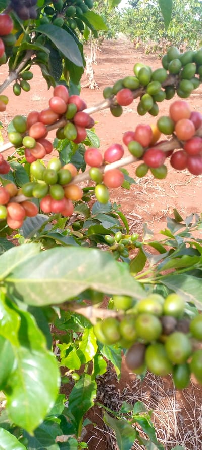 This close-up vertical image captures several branches of a coffee plant, heavily laden with coffee cherries in various stages of ripeness, set within what appears to be a coffee plantation.
In the foreground and mid-ground, the branches are covered with clusters of coffee cherries. Many of the cherries are a vibrant red, indicating they are ripe or nearly ripe, while others are bright green, signifying they are unripe. There are also some berries displaying an orange or yellowish hue, suggesting an intermediate stage of ripening. The cherries are round to oval in shape and appear firm and plump. Lush green leaves of the coffee plant frame these clusters, with some leaves closer to the camera appearing slightly out of focus, adding depth.
The background reveals more of the plantation. Rows of other coffee plants are visible, extending into the distance, though they are much less distinct and blurred due to the shallow depth of field. The ground beneath the plants is a reddish-brown soil, typical of many agricultural regions, with some patches of dried leaves, straw, or sparse undergrowth visible.
The lighting in the image suggests it was taken during the daytime, likely under bright sunlight, which highlights the vibrant colors of the ripe cherries and the fresh green of the leaves. There is no explicit activity taking place, but the image depicts a coffee plant during a productive phase, showcasing the fruit ready for or undergoing harvest. No text is visible in the image.