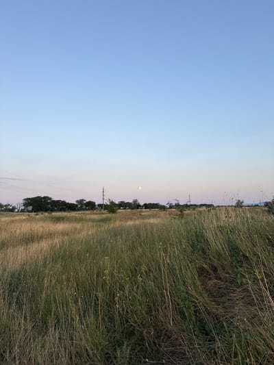The image depicts a rural landscape at dusk or dawn, likely in the Krasnoflotskoye rural settlement, Ukraine. The sky transitions from a pale blue at the top to a soft pinkish hue near the horizon, suggesting twilight. A full moon is visible in the upper right quadrant of the sky. The foreground is dominated by tall, dry grass and some green vegetation, creating a textured, natural ground cover. In the middle ground, a line of trees forms a dark silhouette against the sky, interspersed with utility poles and power lines. The overall impression is one of natural beauty and tranquility.