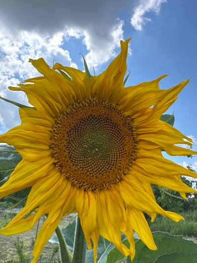 A close-up, low-angle shot captures a vibrant, yellow sunflower against a bright blue sky dotted with fluffy white clouds. The sunflower's petals are spread wide, with some appearing slightly wilted or curled. The center of the flower is a mosaic of tiny brown seeds arranged in a spiral pattern, with hints of green at the very center, possibly indicating early stages of seed development or moisture. The leaves of the sunflower are large and textured, with a distinct vein pattern. In the background, out of focus, a rural landscape can be seen, with hints of greenery and vegetation, suggesting it is an outdoor setting. There is no indication of the specific location within Zassovskaya, Russia, as no landmarks or identifying features are visible. There are no people or animals in the frame.