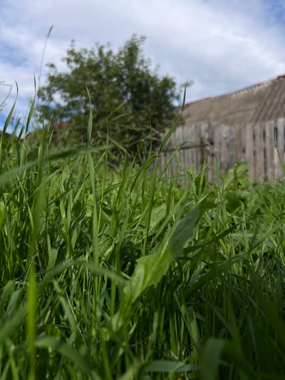 The image depicts a low-angle view of dense green grass in Yakshur-Bod'ya, Russia. In the background, out of focus, is a wooden fence and a building with a gray roof. A tree with lush green foliage is also visible behind the fence. The sky above is partly cloudy with patches of blue. The foreground is dominated by blades of grass, some of which are sharp and in focus, while others are blurred. The overall impression is one of a natural, rural setting on a bright day.