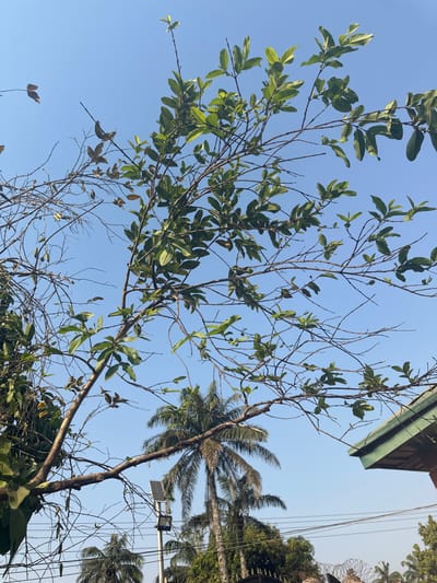 The image, taken in Umuoye, Nigeria, displays an outdoor scene under a clear, cloudless blue sky. A tree with both vibrant green leaves and bare, dry branches with sparse brown leaves dominates the central and left portions of the frame. In the lower background, multiple palm trees with distinctive fronds are visible, alongside other dense green foliage. A utility pole with a solar panel attached near its top stands on the left side of the background. Below the main tree branches, several black utility wires run horizontally. The edge of a building with a dark green, sloped roof and an overhang is visible in the lower right corner, partially obscured by additional green vegetation and a fence line featuring what appears to be razor wire. No people or animals are present, and no explicit actions or interactions are depicted.