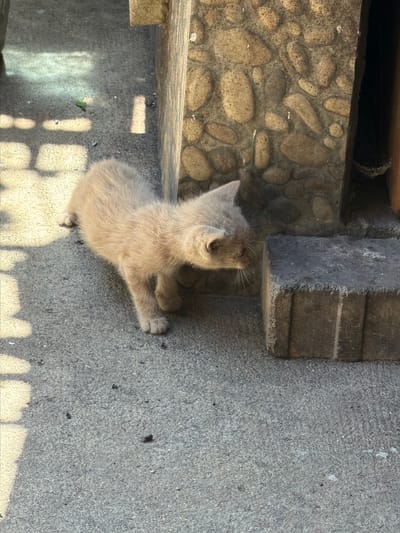 A light brown kitten is sniffing a dark gray, rectangular stone on a concrete surface. The stone is positioned to the right of the kitten. Behind the stone, there is a wall constructed of rough, irregularly shaped stones of varying brown and gray hues. Sunlight casts shadows on the concrete surface, creating bright patches and elongated shapes. To the left of the kitten, there are more indistinct shadows on the concrete. The environment appears to be outdoors, possibly a courtyard or pathway, within the city of Mogila, Bulgaria. The kitten is the sole living subject in the frame.