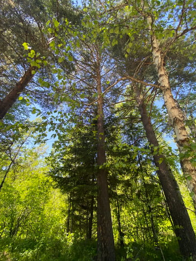 This is a low-angle, upward shot of a forest canopy in Bolshoy Lug, Russia. The image features several tall trees, including pine and birch trees, with their branches and green leaves against a bright blue sky. The sunlight filters through the leaves, creating a dappled effect. The foreground is filled with dense green foliage and undergrowth. No people or specific objects are visible in the scene, only the natural environment of the forest.