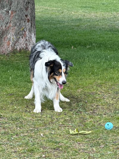 An Australian Shepherd dog is standing on green grass next to a tree trunk. A blue ball and a green toy are lying on the grass near the dog. The location is likely in Častá, Slovakia.