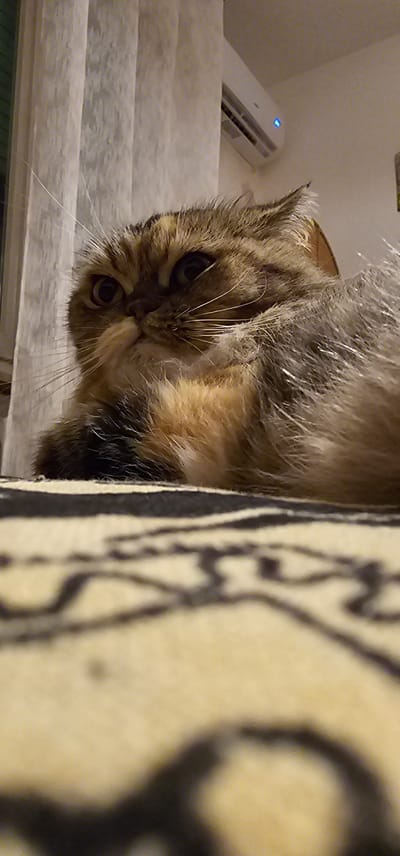 A fluffy, tabby cat with wide, dark eyes lies on a patterned rug. The cat's fur is a mix of brown, black, and tan, with lighter colored fur around its chest and muzzle. Its ears are pointed, and its whiskers are long and prominent. In the background, vertical white curtains are visible, and an air conditioner unit is mounted high on a white wall. A faint blue light emanates from the air conditioner. The perspective is low, looking up at the cat. The scene appears to be indoors, likely in a residential setting. There is no information available about the location in the city of Dogato, Italy, in relation to this image.