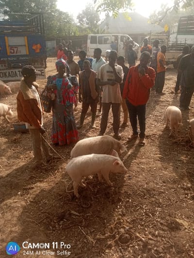 The image captures an outdoor gathering, likely a livestock market or a point of pig transport, in Unguwan Rimi, Nigeria. Numerous individuals, predominantly men, are present on a dry, unpaved ground, with several pigs scattered around.
In the foreground, a person wearing a brown jacket with a fur collar holds a rope connected to one of two prominent light-colored pigs. Another similar pig stands nearby. A woman in a colorful, patterned long dress is visible in the mid-ground among the crowd. People generally have neutral to engaged expressions, with some looking towards the camera, others observing the pigs or conversing.
The background features several vehicles, including a large blue truck marked with the number "57", text "MARK BELDRE CUBERTARI", and "KADA TE" (partially visible). A white van and another truck are also seen further back. Sparse vegetation and trees are visible beyond the vehicles.
The scene is brightly lit by direct sunlight, casting strong shadows, indicating a clear, sunny day, likely during late morning or afternoon. The overall setting appears rural or semi-urban. A camera watermark "AI CAMON 11 Pro 24M AI Clear Selfie" is present in the bottom left corner of the image.