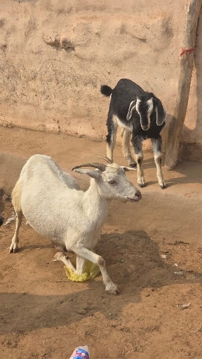 A white goat is lying down, possibly in distress or giving birth, with a yellowish substance or membrane visible near its hind legs. Another young, black goat stands close by, looking toward the white goat. They are both situated on an arid surface, likely dirt or dry earth, with some textured walls or structures visible in the background. The lighting appears bright and possibly midday.