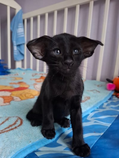 A black kitten with striking blue eyes is the sole subject in this media file. It is positioned on a blue blanket with a cartoon print. The kitten is looking directly at the camera, with its ears perked up and its paws extended. The background consists of a white crib, suggesting an indoor setting. The lighting appears to be natural, indicating it could be daytime. There are no discernible people or events taking place. The overall impression is one of a curious and alert young animal in a domestic environment.