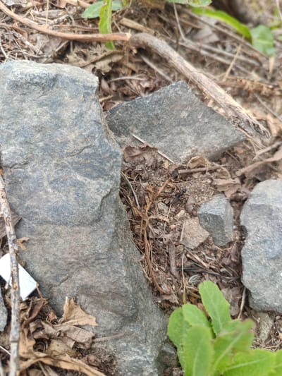 An ant is visible on the ground amidst rocks, dry leaves, and twigs. The scene appears to be outdoors, possibly in a park or natural area. There is no indication of people or specific landmarks in Zarubino, Russia.