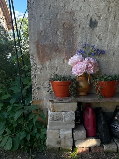 The image depicts an outdoor scene in Piriutino, Russia, featuring a rustic setting against a textured concrete wall. In the foreground, lush green foliage dominates the left side of the frame, with large, palmate leaves of a climbing vine growing upwards and outwards. A dark metal trellis structure is partially visible amidst the greenery.
On a wooden shelf supported by stacked concrete blocks, two orange terracotta pots containing trailing green plants are placed on either side. Centered between them is a decorative golden vase filled with a bouquet of pink peonies and delicate blue flowers. Below the shelf, a collection of items is visible, including several concrete blocks, a bright red jerrycan, and two black plastic containers, one of which is labeled "GENESIS."
The concrete wall behind the shelf shows signs of age and weathering, with visible stains and a rough, uneven surface. The overall atmosphere is one of a slightly overgrown, utilitarian outdoor space, possibly a backyard or a shed area, illuminated by natural daylight under a clear blue sky.