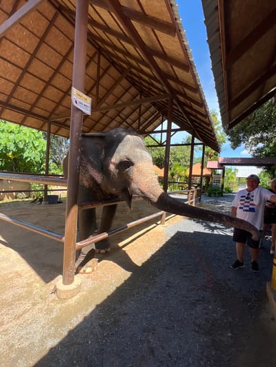 In Baan Thurian, Thailand, an adult elephant is in an enclosure with a covered roof. The elephant is reaching its trunk out of the enclosure towards a man standing outside. The man is wearing a white t-shirt and dark shorts, and he appears to be interacting with the elephant. There is a metal fence separating the elephant from the man. A sign on a pole inside the enclosure reads "CAUTION DO NOT FEED THE ELEPHANT ALONE WITHOUT A MAHAT." The ground inside the enclosure is sandy and there is gravel outside. Lush green foliage and palm trees are visible in the background. The sky is blue and clear.