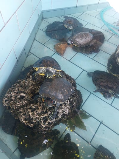 The image shows several red-eared slider turtles swimming and basking in a shallow, tiled pool. The pool appears to be part of an outdoor enclosure, possibly in a zoo or a pet store. The turtles are of various sizes, and some are perched on rocks or debris in the water. The water is clear, and the tiled floor of the pool is visible. There is a blue hose in the upper right corner of the image, suggesting it is used to fill or clean the pool. The enclosure has light blue tiled walls. The image does not provide any specific information about the location in Kavala, Greece.