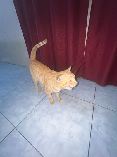 A ginger tabby cat is seen from an elevated perspective in a corner of a room in Paweden, Indonesia. The cat is oriented with its head pointing upwards and its mouth open, suggesting it may be meowing or yawning. Its body is stretched out along the floor tiles. The floor is covered in light blue-grey square tiles with dark grey grout lines. A dark red curtain hangs down in the corner where the wall meets the floor. The rest of the wall is painted in a lighter shade, likely off-white or light grey.