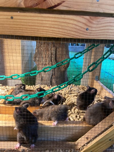 This is a close-up, eye-level shot of a group of dark-colored rats in a wooden enclosure with wire mesh. The enclosure contains wood shavings and what appears to be pellet bedding. Two green plastic chains are draped across the front of the enclosure, partially obscuring the rats. The rats are of various sizes and some are actively moving, with one standing on its hind legs in the foreground. The background is blurred but shows a tree trunk and green foliage, suggesting an outdoor setting, possibly a backyard or garden. There is no indication of any specific location within the city of Rengat, Indonesia, nor any human presence.