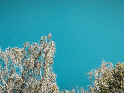 The image displays a clear, vibrant turquoise sky with the upper branches and foliage of two trees in the foreground. The trees, likely birch given their slender white trunks and delicate leaves, are positioned in the lower left and lower right portions of the frame. The foliage is dense and appears to be in full leaf, with a mix of light green and silvery tones, suggesting a warm season. The sky is a solid expanse of color, devoid of clouds, and the lighting indicates a bright, sunny day. The perspective is looking upwards, emphasizing the vastness of the sky against the natural elements. The image captures a serene, natural scene that could be found in any green space within the city of Oktyabrskiy, Russia.