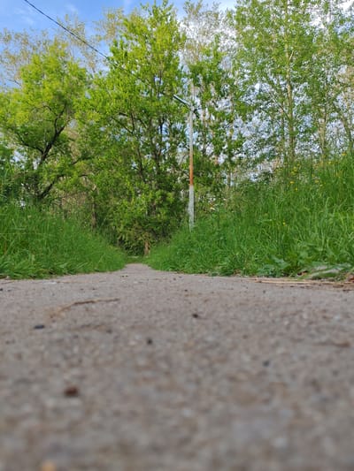 The image captures a low-angle perspective of a paved pathway leading through a lush green park. The pathway, made of concrete, dominates the foreground, with its texture and small pebbles clearly visible due to the close-up shot. On either side of the path, tall, vibrant green grass grows densely, creating a natural border.

Beyond the grass, a line of trees with bright green foliage stretches across the frame. The leaves appear fresh and full, suggesting it is springtime or early summer. A utility pole, painted white with a red stripe near the top, stands among the trees, breaking the natural uniformity. The sky above is a clear, bright blue with a few wispy white clouds, indicating pleasant weather and likely daytime, perhaps late afternoon given the lighting.

The scene evokes a sense of tranquility and nature. The pathway invites exploration, leading the viewer's eye into the depth of the park. The abundance of green suggests a healthy, well-maintained natural environment. No people are visible in the image, emphasizing the peaceful, solitary aspect of the scene. There is no visible text in the image. The location is identified as Сокол, Russia.