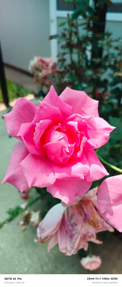 This media file is a close-up, vertical shot of a vibrant pink rose in bloom. The rose is the primary subject, with its delicate petals unfurling and catching the sunlight. The shallow depth of field blurs the background, which appears to be a garden setting with hints of greenery and perhaps other flowers. A second, wilting rose is visible in the lower portion of the frame, adding a contrast to the fresh bloom. The lighting suggests it is daytime, likely outdoors.

Visible text in the image includes "NOTE 40 Pro" which likely refers to the device used to capture the photo. Additionally, there is technical information about the camera settings: "23mm f/1.7 1/304s ISO50" and a date and time stamp: "2026.06.25 11:33 AM". The final line of text, "Nohijahoi tobei çumhurī", is in Turkish and translates to "Turkish homeland". Given the location context of Roghun, Tajikistan, this might indicate a personal connection or reference to Turkish culture. The overall mood of the image is serene and natural, focusing on the beauty of the rose.
