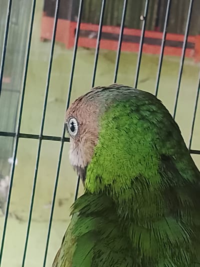 The image shows a close-up, side-view profile of a parrot's head and upper body. The parrot has a brown head with a lighter, fluffy area around its eye, which is dark with a white ring. The rest of its visible body is covered in vibrant green feathers. The parrot is positioned behind a black metal cage, with blurry orange and green structures visible in the background through the cage bars. The scene is likely an aviary or pet enclosure.