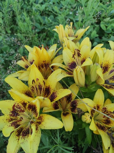 The image shows a close-up view of a cluster of bright yellow lilies with dark brown spots. The lilies are in various stages of bloom, with some fully open and others still in bud. The petals are slightly curved and speckled. The stamen and pistil are visible in the center of the open flowers. The background is filled with green foliage, suggesting an outdoor garden setting. The overall impression is one of natural beauty and vibrant color. There are no people or specific city landmarks visible, so the location within Haita, Russia cannot be determined from the image.