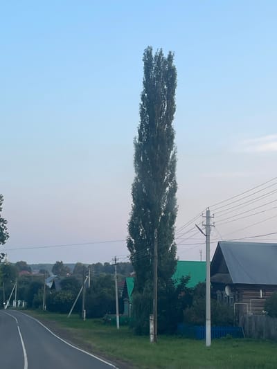The image depicts a rural scene on the outskirts of Perevoznoe, Russia. A tall, slender tree with dark green foliage dominates the center of the frame, its top reaching high into a pale blue sky. To the right of the tree, power lines are strung between a utility pole. In the foreground, a paved road curves to the left. Beyond the road, houses with dark roofs and wooden walls are visible, interspersed with lush green trees and bushes. A bright green roof is also visible on one of the buildings. A short blue fence stands in front of one of the houses. The overall impression is one of a quiet, rural landscape.