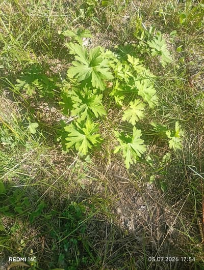 A close-up, high-angle shot captures a cluster of bright green herbaceous plants with distinct, deeply lobed leaves, growing amidst dry, straw-like grass and a few scattered green clover-like plants. The scene is bathed in sunlight, casting shadows that create a dappled effect on the ground. The overall impression is one of natural growth in a somewhat dry, grassy area. The bottom left corner of the image displays the text "REDMI 14C", and the bottom right corner shows the date and time "05.07.2026 17:54". This image was captured in Kenesh, Kyrgyzstan.