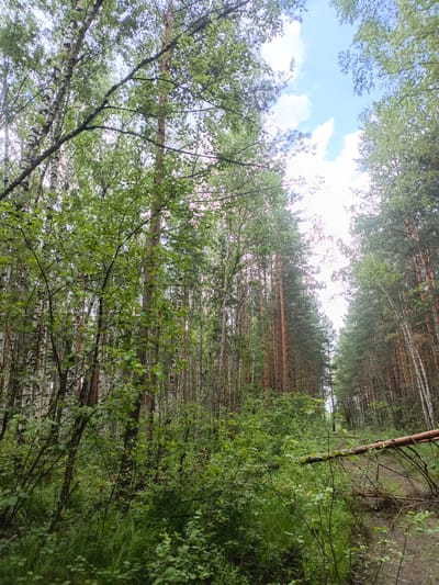 This is a vertical, medium-shot photograph of a dense forest in Priozernyi, Russia. The scene is dominated by tall trees, primarily birches and pines, with lush green foliage. The trees are tightly packed, creating a sense of depth and the impression of a path or opening disappearing into the distance between them. A fallen tree trunk lies across the path in the foreground, its reddish-brown wood contrasting with the surrounding green vegetation. The ground is covered in grass and smaller plants, suggesting a natural, uncultivated area.

The lighting indicates it is daytime, likely midday or early afternoon, with bright sunlight filtering through the canopy. The sky is visible in patches between the leaves, appearing blue with some white clouds. The overall mood is serene and natural, evoking a sense of peace and the quietude of a forest environment. There are no people or animals visible in the image, nor any discernible text. The scene depicts a typical forest landscape, characterized by the interplay of light and shadow, the textures of bark and leaves, and the natural progression of growth and decay.