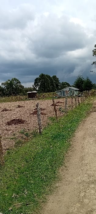 The image captures a rural landscape in Heni Village, Kenya, under an overcast sky dominated by heavy grey clouds. In the foreground, a light brown dirt path extends along the right side, bordered by a strip of vibrant green grass to its left. A rustic fence line, composed of irregularly shaped, weathered wooden posts, runs parallel to the grass and path, separating it from an agricultural field. The field's visible area consists primarily of reddish-brown tilled earth with scattered darker clumps and sparse low-lying green vegetation. Further back in the field, rows of taller green crops are discernible. Two structures are present within the scene: a small, dark-colored hut with a lighter roof is situated on the left side of the field, and a larger, weathered building constructed from corrugated metal walls and roof stands to the right of the hut, behind the fence line. A dense line of dark green trees forms the distant background horizon. No individuals, animals, or active interactions are visible.