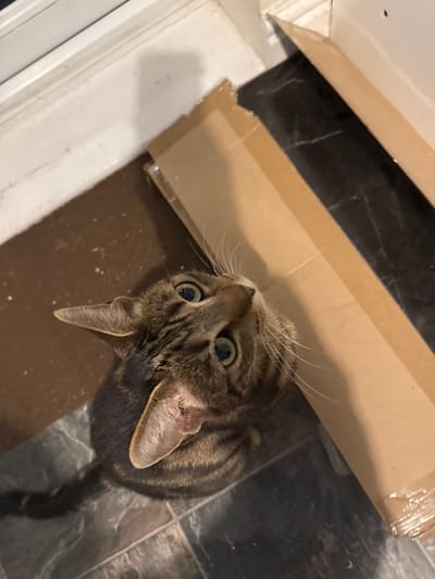 This image captures a tabby cat in a domestic interior in Desborough, United Kingdom. The cat, with distinct brown and black stripes and prominent white whiskers, is looking directly up towards the camera. Its large, round eyes, which appear to be green or hazel, are wide open, conveying a sense of curiosity, surprise, or alertness.
The cat is positioned on a dark, possibly tiled or laminated, floor that exhibits a subtle sheen and some lighter marbling or patterns. Adjacent to the cat and extending across the foreground is a large piece of light brown cardboard, which might be protecting the floor or is part of a recent delivery. To the left of the frame, a white baseboard or door frame is partially visible. The overall setting suggests a casual, lived-in home environment, possibly during a renovation or cleaning period given the presence of the cardboard. The lighting is consistent with indoor ambient light. No text is visible in the image.