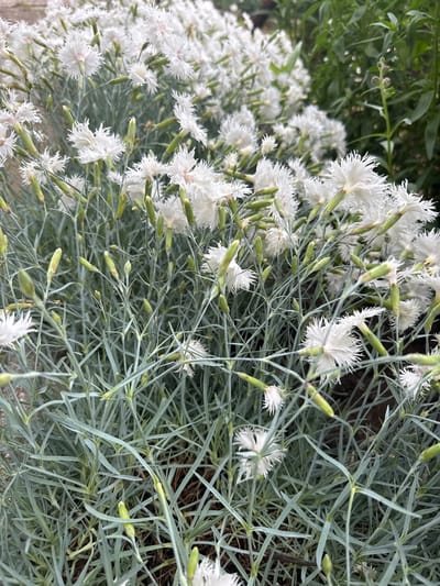 The image presents a close-up, eye-level view of a dense clump of flowering plants. The primary subjects are numerous white flowers, characterized by deeply fringed or feathery petals, giving them a delicate, serrated appearance. Many of these open flowers show a subtle pinkish tint at their centers.
Interspersed among the open flowers are numerous elongated, light green flower buds, indicating active growth. The foliage consists of abundant, slender, needle-like or grass-like leaves with a distinct grayish-green or bluish-green hue, forming a thick, low-growing mat around the stems. These stems are also slender and light green.
In the upper right background, out-of-focus green foliage of taller plants or shrubs is visible. The immediate ground beneath the plant appears as dark, shadowed earth. The scene is evenly lit, suggesting natural daylight. No people, animals, or man-made objects other than the plants are discernible.