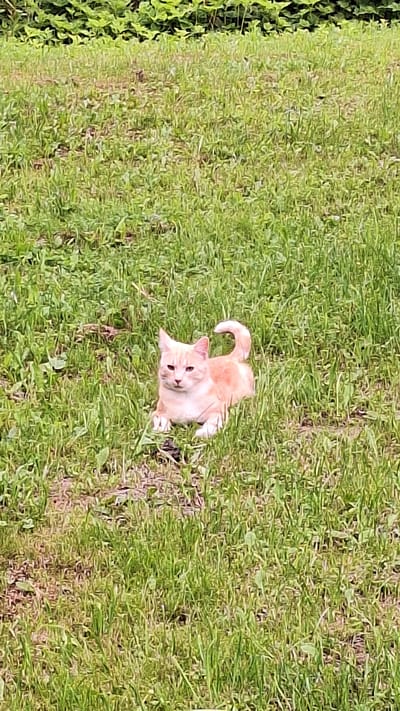 A ginger and white kitten is lying on a grassy lawn. The kitten is facing the camera with its head tilted slightly to the side. Its eyes are open and its tail is curled up behind it. The grass is green and lush, and there are some weeds and a few brown patches visible. In the background, there is a line of green foliage. The image appears to have been taken outdoors during the daytime. The exact location in the city of Unknown, Latvia cannot be determined from the image.