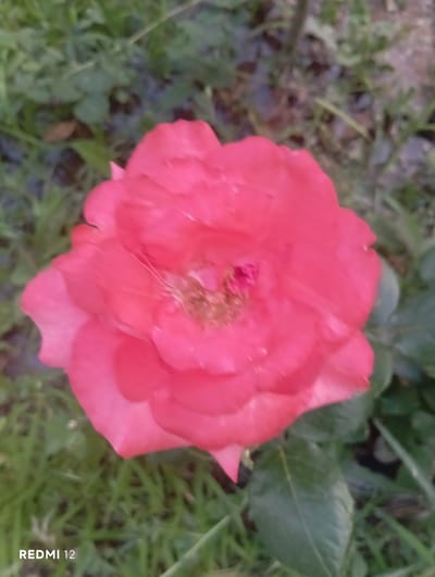 A close-up, slightly blurred shot shows a vibrant pink rose in full bloom. The petals are layered, with a hint of brown and pink at the center where the stamens are visible. The rose is positioned slightly to the left of the frame, with its petals extending towards the top and right edges. The background consists of out-of-focus green grass and some darker foliage, suggesting an outdoor garden setting. The bottom left corner of the image displays the text "REDMI 12". The overall impression is of a natural, floral subject, likely captured in a garden or park environment within the city of Vedi, Armenia.