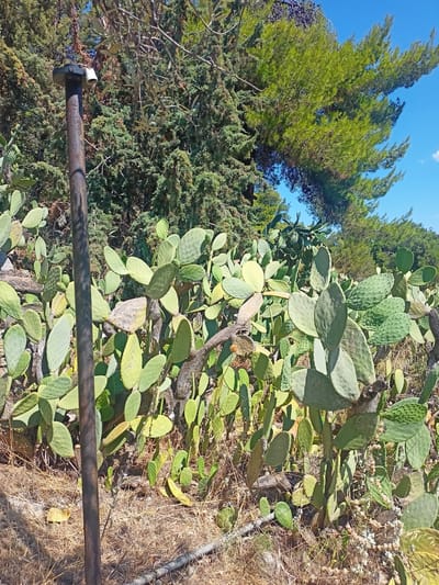 A metal pole with a black cap and a white cylindrical object attached to it stands vertically in the foreground on the left side of the image. This pole is positioned in front of a dense growth of prickly pear cacti. The cacti have numerous flat, green pads covered in small spines. Some of the cactus pads exhibit faint markings or carvings. The ground around the cacti is covered with dry, straw-like vegetation and some small, white flowers. In the background, there are various green trees, including a tall pine tree with its branches extending into a clear blue sky. The scene appears to be an outdoor, natural environment, likely in a Mediterranean climate, given the vegetation. The location is specified as the Municipal Unit of Anthidon, Greece.