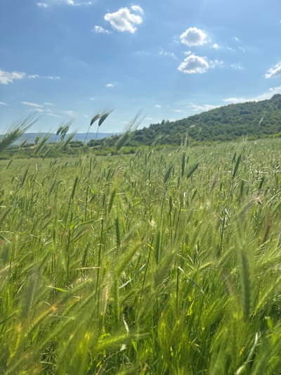 A vertical shot captures a sunny day scene in Goritsa, Bulgaria. A field of tall, green grass occupies the right side of the frame, with the blades blurring due to the perspective. In the background, a dense line of trees marks the edge of the field. To the left, a clear blue sky is dotted with puffy white clouds.