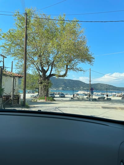 The image, taken from inside a vehicle looking out a window, depicts a sunny coastal scene in Skala Potamias, Greece.

In the foreground, on the left, a large, old tree with a thick, gnarled trunk and a dense canopy of green leaves dominates the frame. Below the tree, a building with a reddish-brown tiled roof is partially visible, along with some wooden structures and green foliage. Several wooden utility poles with numerous power lines crisscross the sky and pass near the tree and building.

A paved road or promenade stretches horizontally across the middle ground. Cars are parked along the road, and benches and streetlights line the path. A red fire hydrant is visible near the base of the large tree, and a red circular sign with a white center and diagonal line, indicating "no parking" or "no stopping," is also present.

Beyond the road lies the calm, blue sea, dotted with numerous boats. White buildings are clustered along the waterfront at the base of the distant mountains. The background features large, green, forested mountains rising from the sea, under a clear, bright blue sky with scattered white clouds. The scene is static, with no specific activity taking place beyond the presence of parked vehicles and boats. The time of day is daytime, with clear, sunny weather. No people are visible.