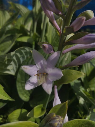 The image is a close-up, eye-level shot of a cluster of light purple hosta flowers in bloom. The foreground features a single, fully opened flower with six delicate, pointed petals arranged in a star-like pattern. The center of the flower reveals prominent yellow stamens. Several unopened buds, elongated and pale purple, are visible along the stem, some partially obscured by leaves.

The setting is a garden, with lush green hosta leaves forming a dense backdrop. The leaves vary in shade and texture, with some in sharp focus and others blurred. Sunlight illuminates the scene, creating highlights and shadows on the foliage and flowers, suggesting it is daytime. The background is out of focus, showing a hint of bright blue, possibly indicating the sky or a distant structure. The overall mood is serene and natural. There is no visible text in the image. The context places this scene in Lobnya, Russia.