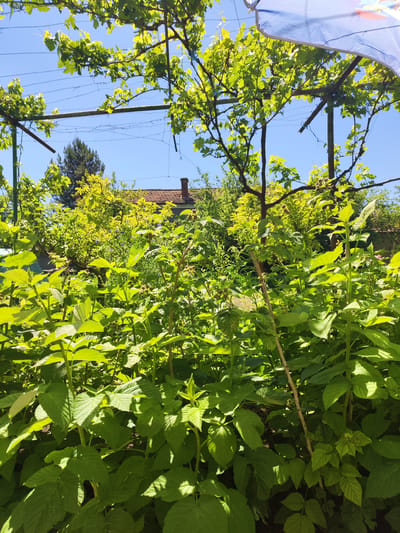 The image depicts a lush garden scene, likely in Zhelyu Voyvoda, Bulgaria. In the foreground, dense green foliage dominates, featuring raspberry plants with ripe and unripe fruits visible on some canes. Interspersed are other unidentified plants, contributing to the thick greenery.
Above the plants, a metal trellis structure covered in grape vines provides partial shade. The vines are laden with vibrant green leaves. Beyond the trellis and foliage, glimpses of the surrounding environment are visible: a building with a red tile roof and a chimney, along with a taller evergreen tree, suggesting a residential area.
The sky is clear and blue, indicating a sunny day. A section of a blue and white object (possibly an umbrella) is visible in the upper right corner, providing additional shade. The scene is tranquil and appears to be a well-maintained garden.